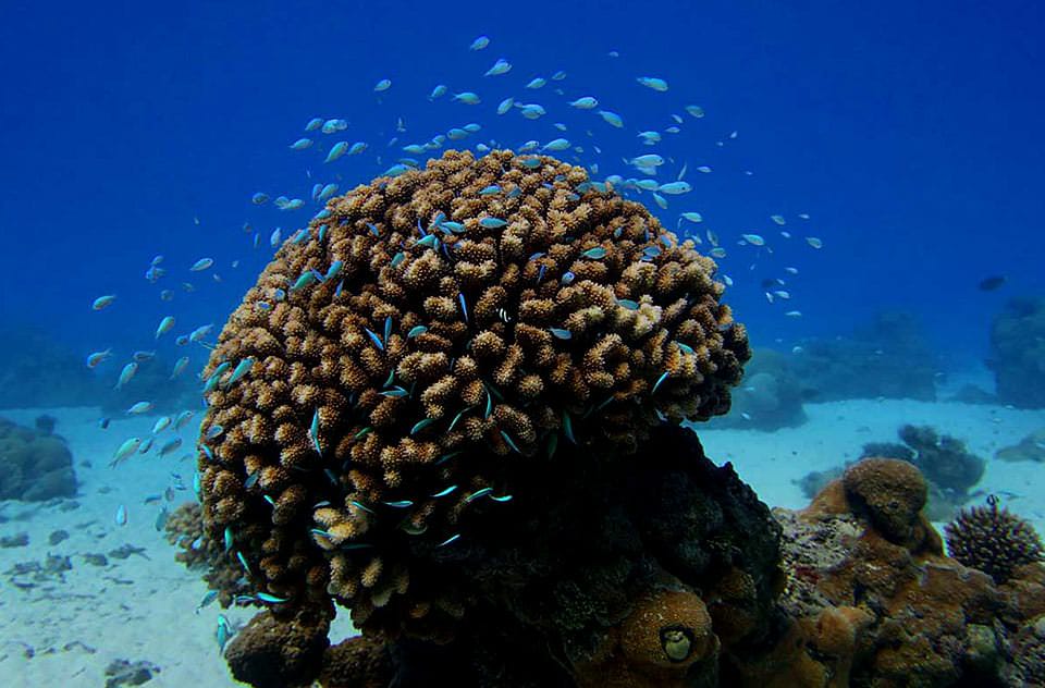 Are corals animals or plants?