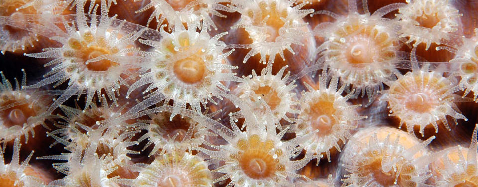 Coral polyps form a living mat over a calcium carbonate skeleton.