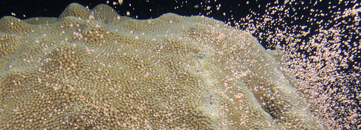 ​coral spawning in Florida Keys National Marine Sanctuary
