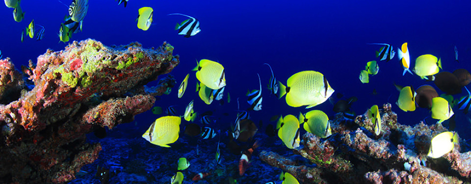 What species live in and around coral reefs?