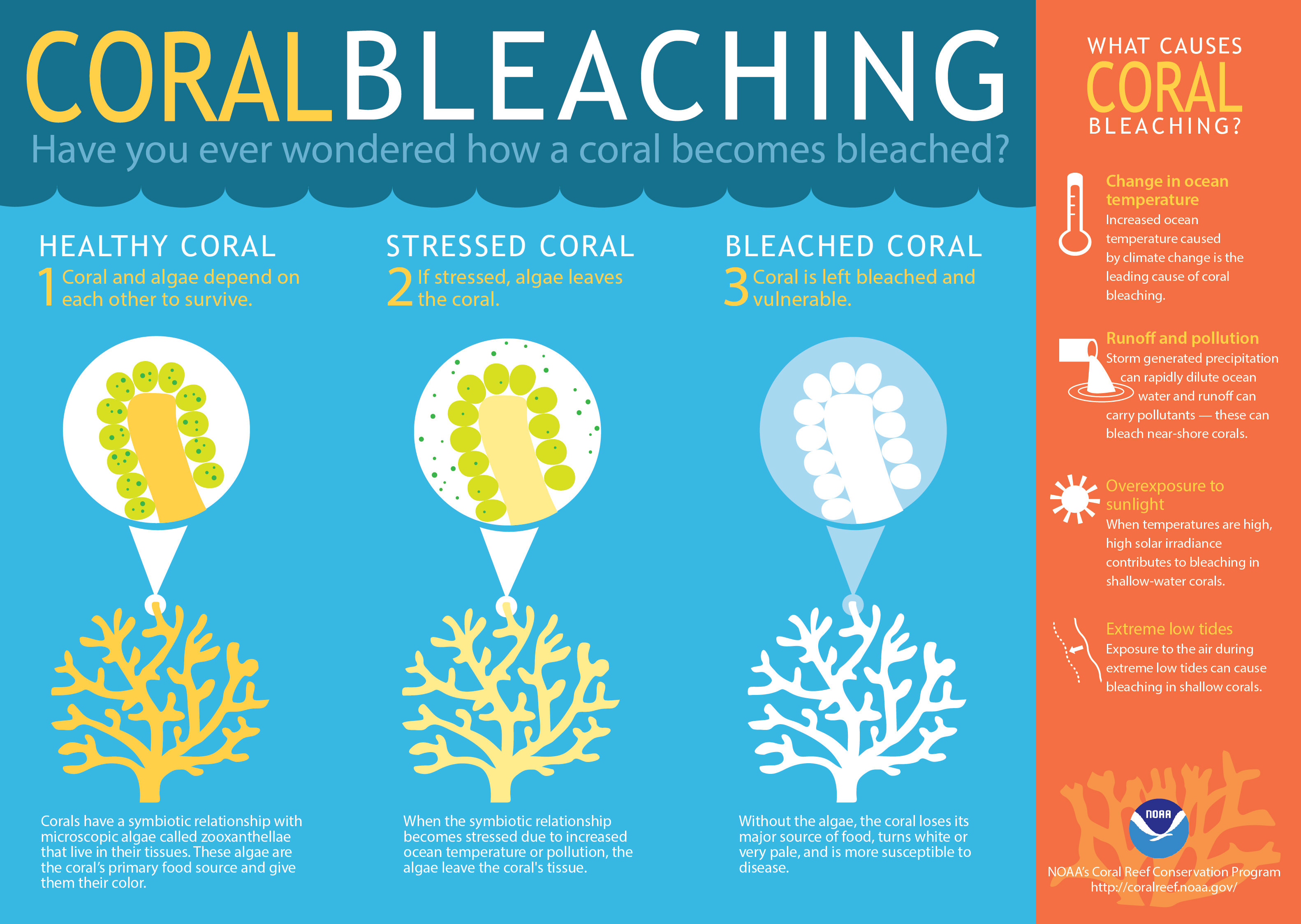what causes coral bleaching , what are coral reefs