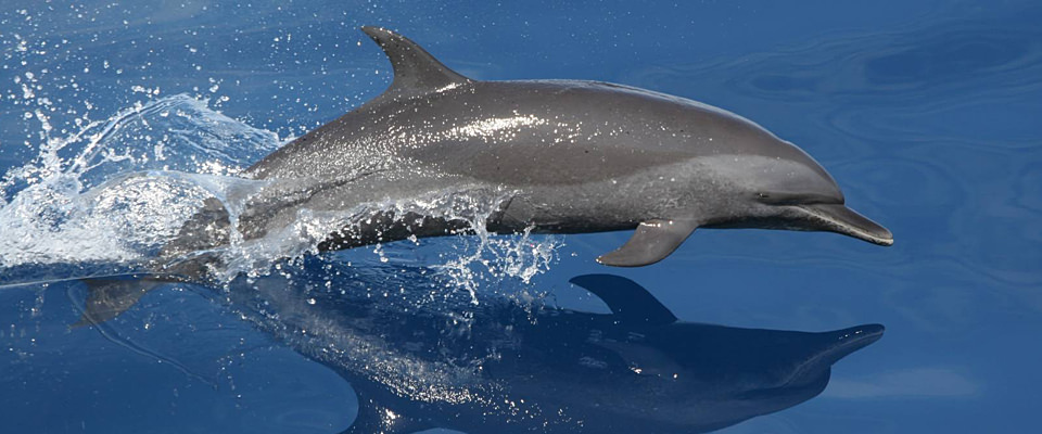 What's the difference between dolphins and porpoises?