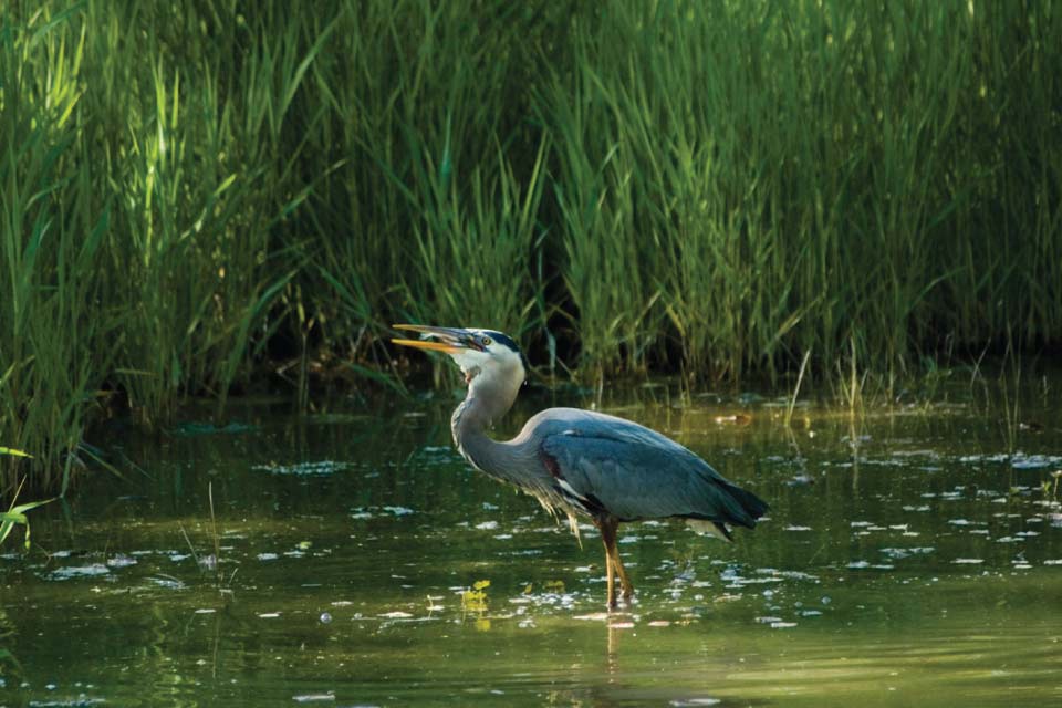 Great Blue Heron eating a fish in an estuary. (NOAA News)