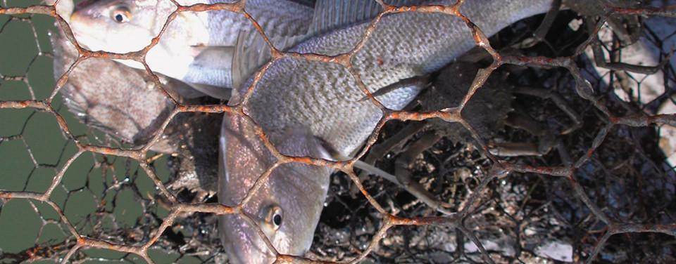 Atlantic croaker trapped within a derelict or 