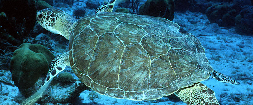 green turtle swimming underwater