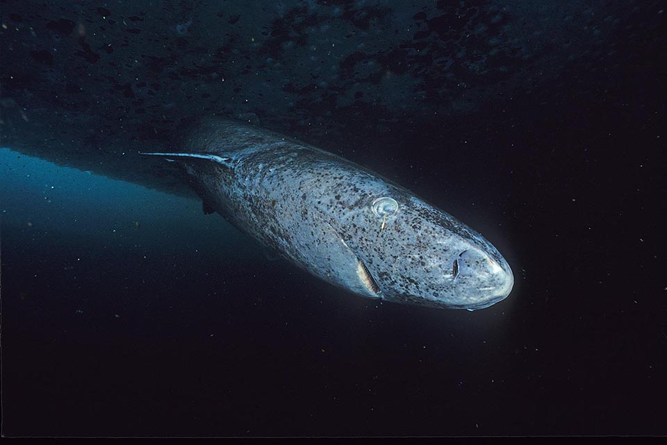 Close-up image of a greenland shark taken at the floe edge of the Admiralty Inlet, Nunavut. (Credit: Hemming1952, Wikimedia)