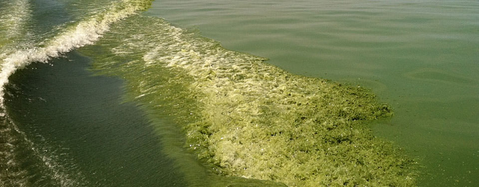 a harmful algal bloom in Western Lake Erie. 