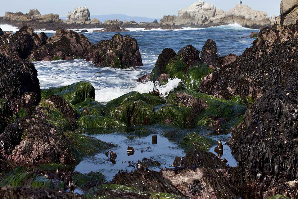 A tide pool within Monterey Bay National Marine Sanctuary.