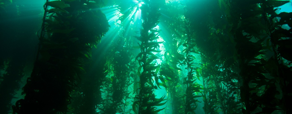 https://oceanservice.noaa.gov/facts/kelp-forest.jpg