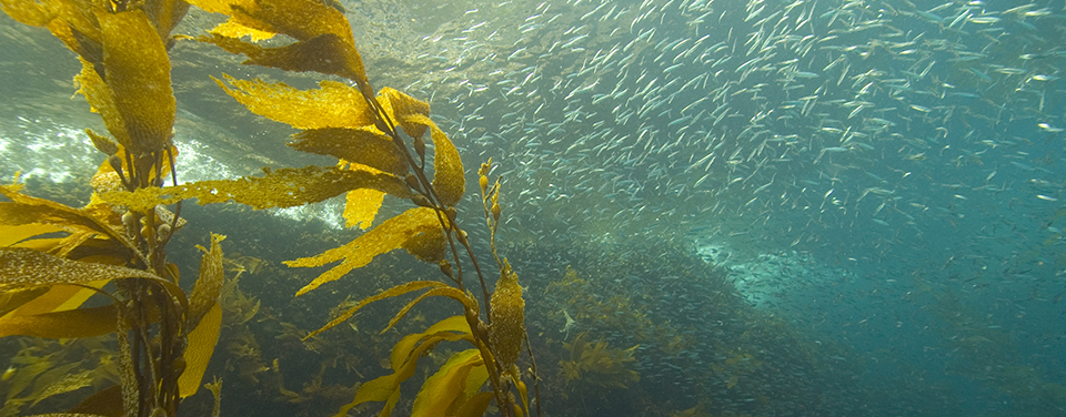 What lives in a kelp forest