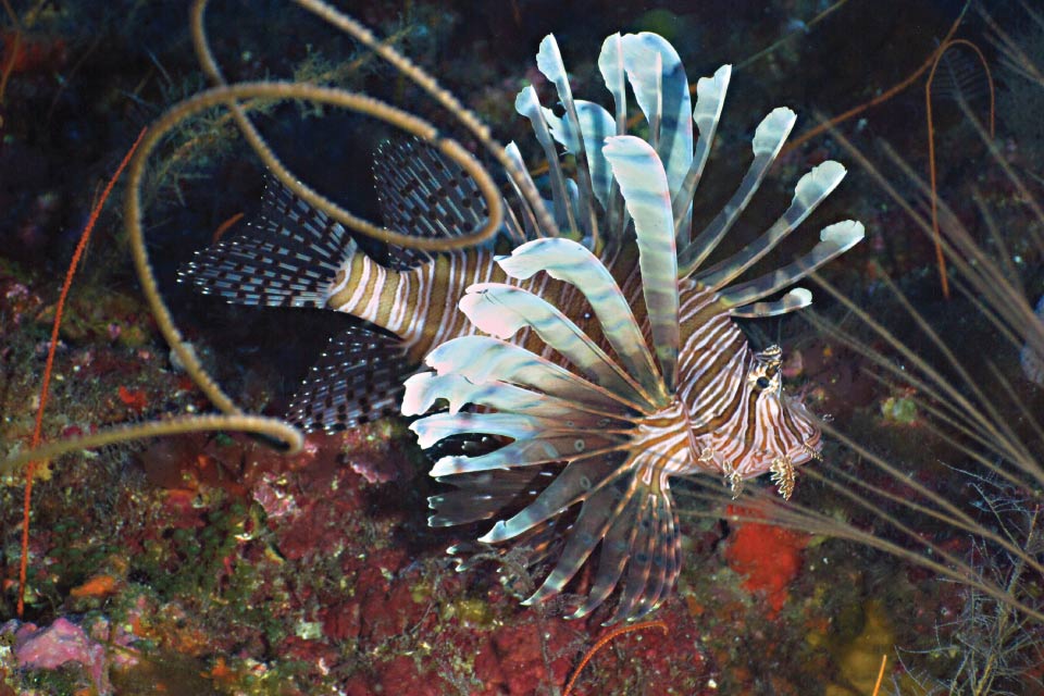 Why are lionfish a threat to Atlantic Ocean fish?