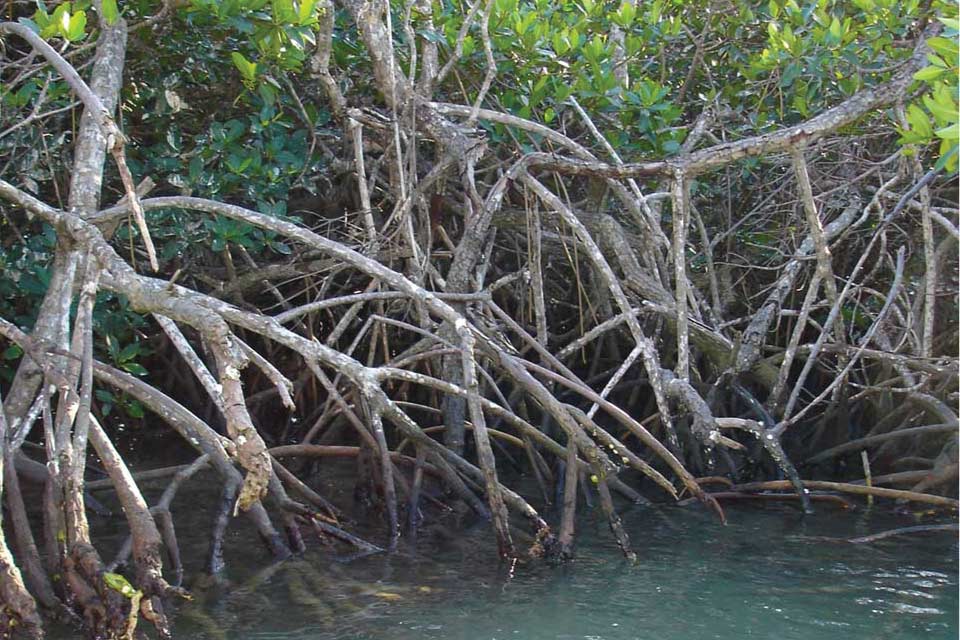 Uma floresta de mangue floridiana