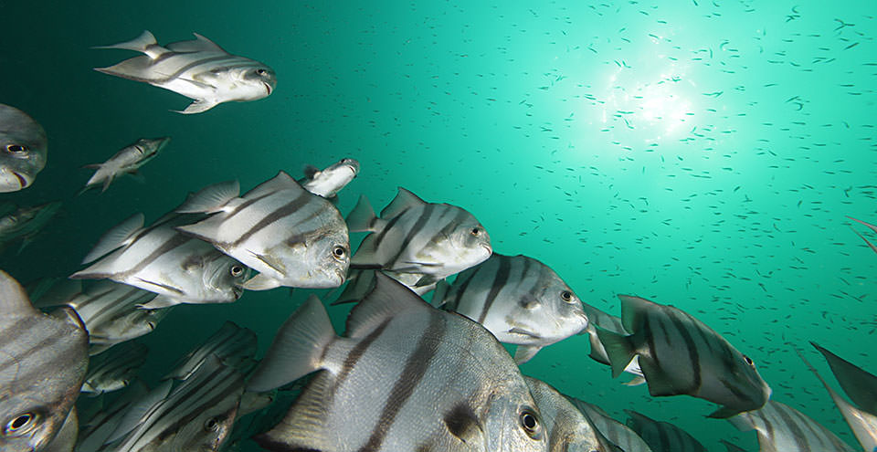A school of spadefish in Gray's Reef National Marine Sanctuary