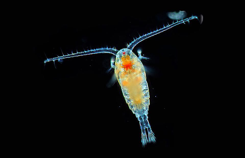 A copepod (shown here) is a type of zooplankton
