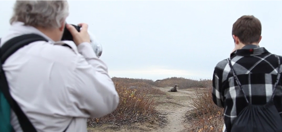 Wildlife photographers keep their distance and use zoom lenses to get a shot of an elephant seal along the coast of Monterey Bay National Marine Sanctuary.