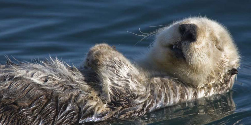 The Elkhorn Slough National Estuarine Research Reserve in California is home to a population of more than 100 sea otters.