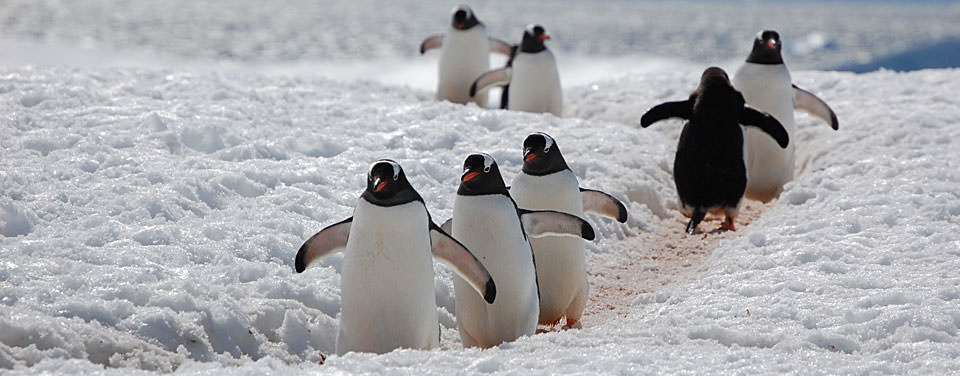 A group of Antarctic Gentoo penguins