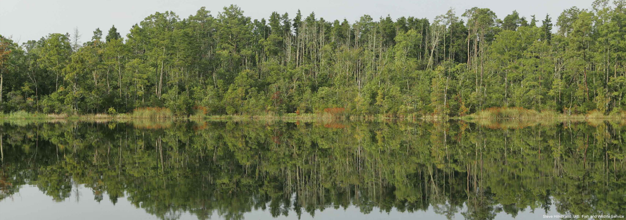 A pocosin pine forest lines the shore of a lake. Image credit: Steve Hillebrand, U.S. Fish and Wildlife Service