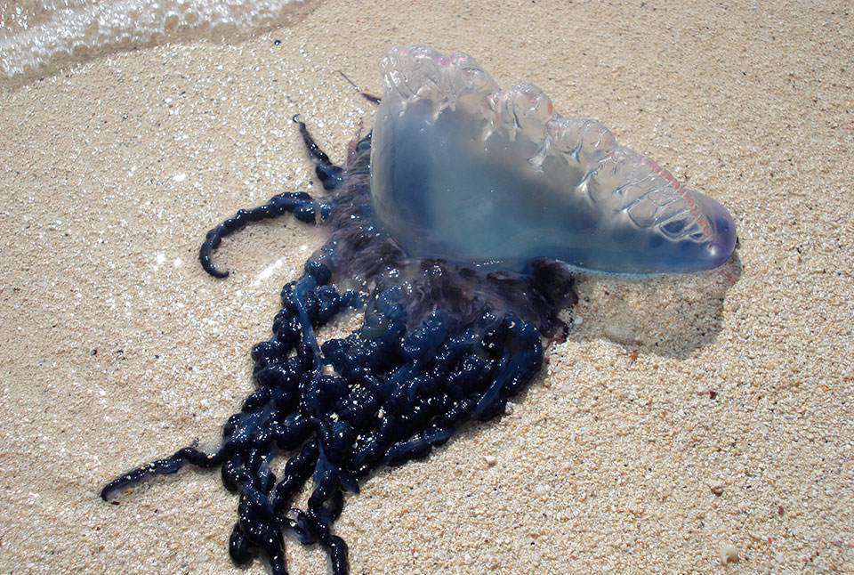 The Portuguese man o’ war is recognized by its balloon-like float.