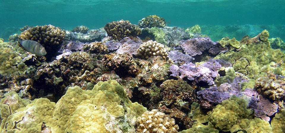Can a coral reef recover from bleaching and other stressful events?