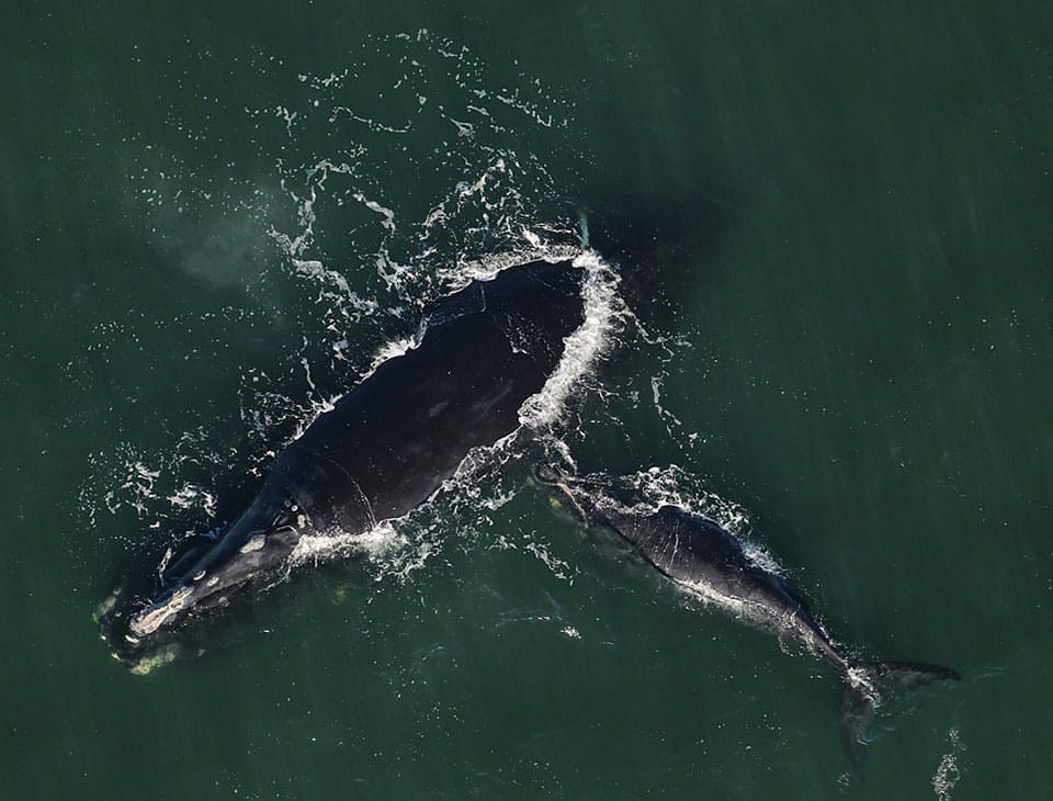 The first North Atlantic right whale mother and calf pair sighted in the Northeast
