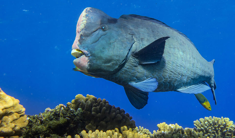 Parrotfish contribute to the development of sand by grinding the calcium-carbonate of coral reefs as they graze on algae and dead coral, excreting the inedible material as sand.