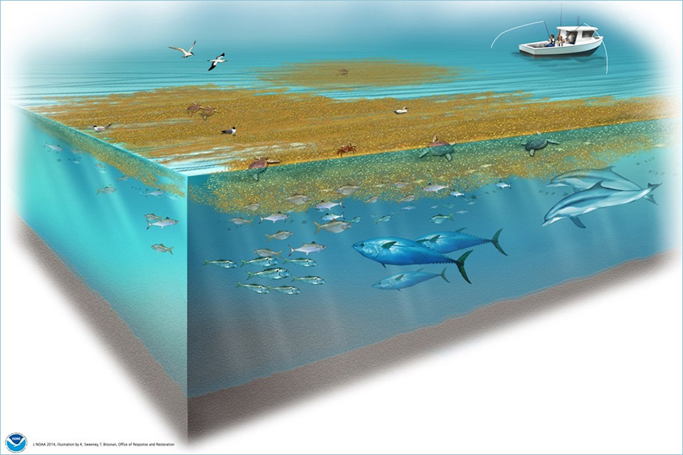 Illustration of sargassum and associated marine life