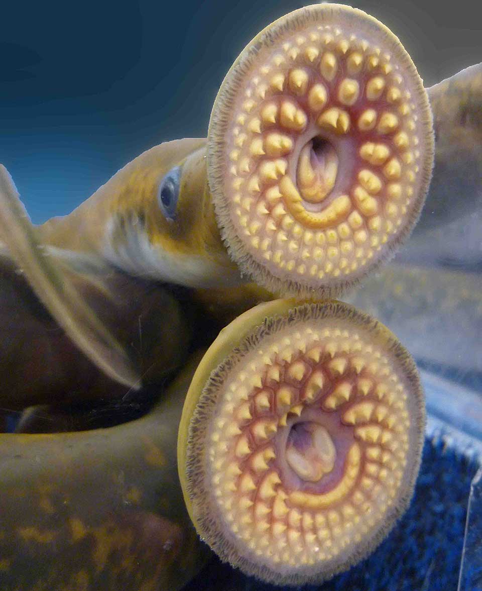 close-up of two sea lamprey mouths