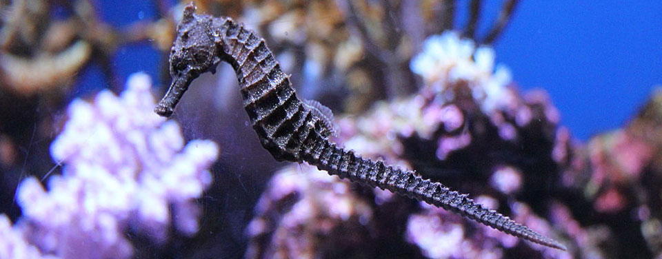 a seahorse; image courtesy of Sunshine City Aquarium, Tokyo, Japan