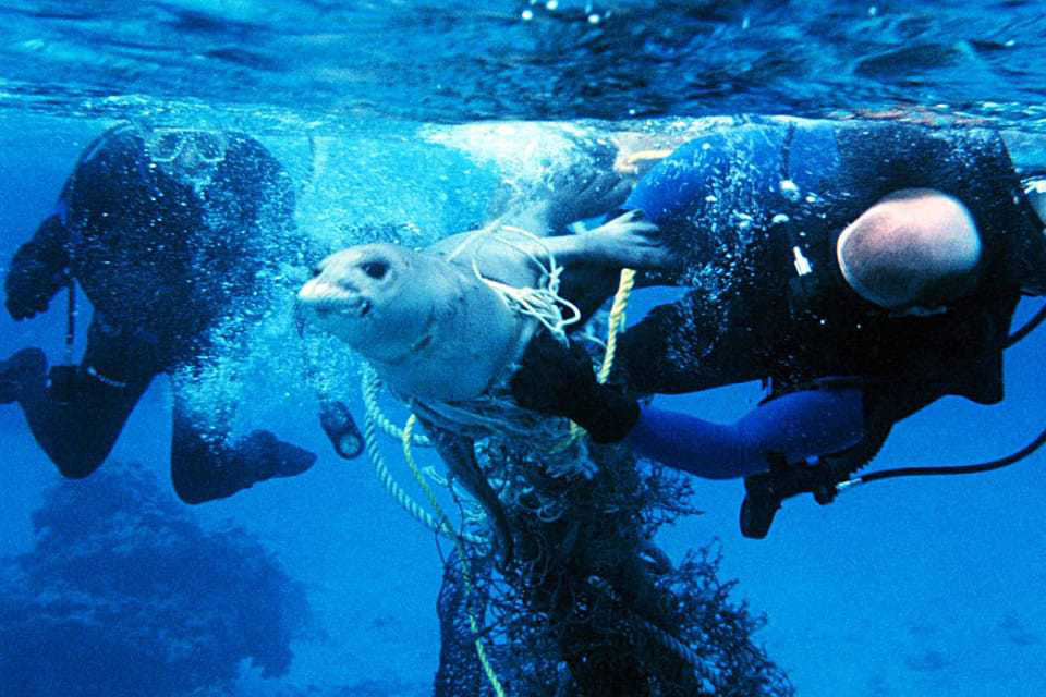 NOAA divers release seal from marine debris entanglement.