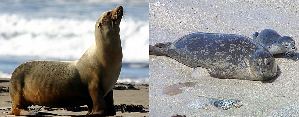 What's the difference between seals and sea lions?