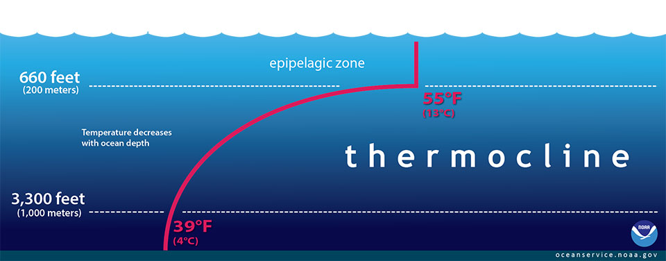 illustration of the thermocline