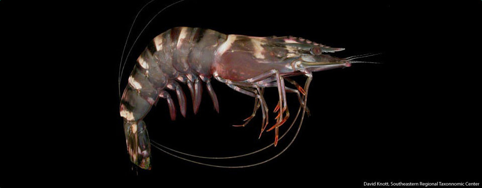 image of an Asian tiger shrimp