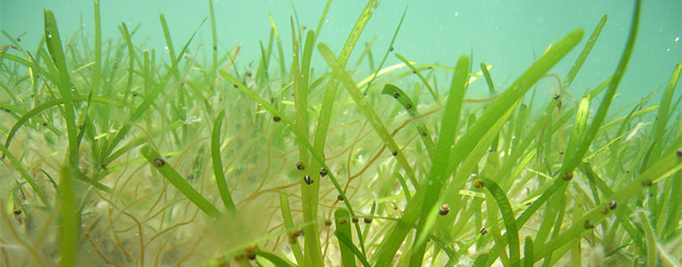 Why are aquatic plants so important?