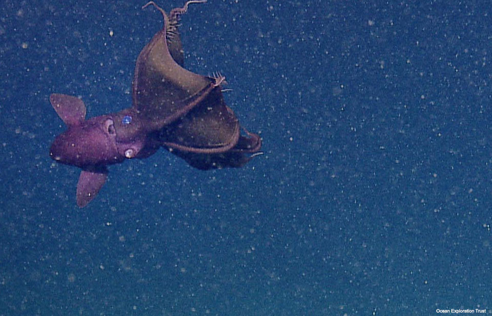 What are the vampire squid and the vampire fish?