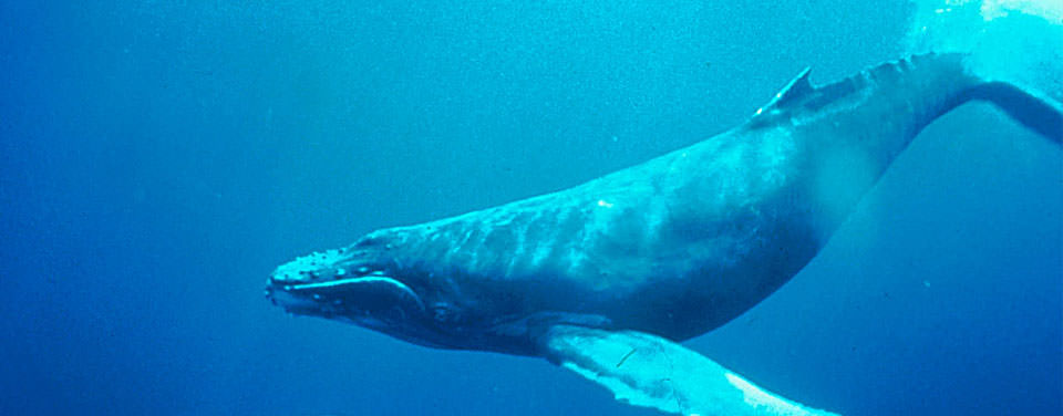 A humpback whale in the singing position