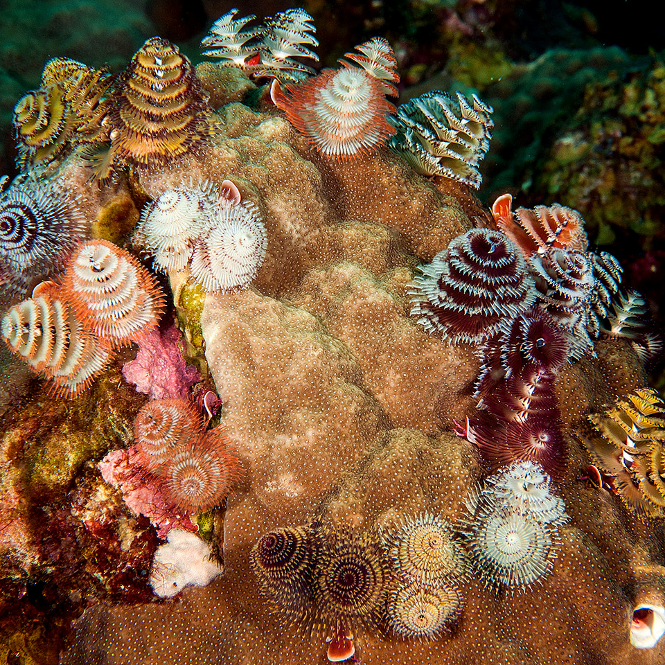 What are Christmas tree worms?
