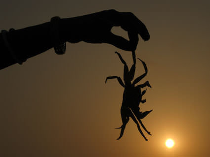 Sunset Crab