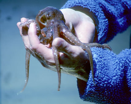 Handheld Octopus