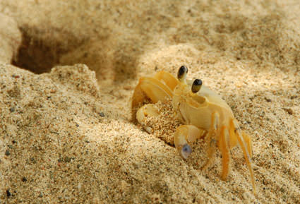 crab close-up