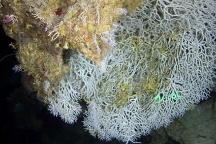 Deepwater Coral Colony