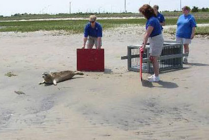 NOAA volunteers release seal