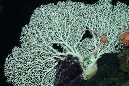 Corallium coral