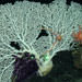 Corallium coral