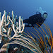 Diver, sponges, gorgonians and fishes 