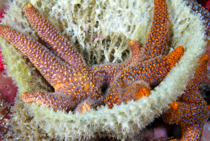 starfish hanging out in a sponge