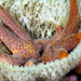 starfish on a sponge