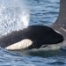 Southern Resident Killer Whale mother and her calf swimming
