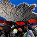 A bigeye fish at rapture reef