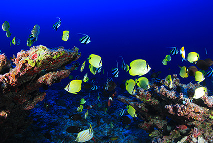 Fish on Deep Reef, Pearl and Hermes Atoll